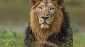 Lion Safaris In India For Wildlife ...