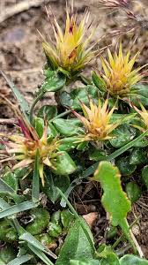 Image result for Macledium sessiliflorum