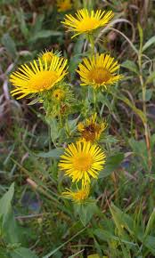 Image result for Inhambanella