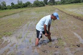 We did not find results for: Baru Tanam Padi Di Jombang Diserang Hama Tikus Harianbangsa Net