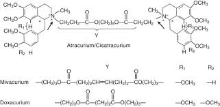 Image result for Malouetia bequaertiana