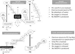 Atp and glucose are both molecules that organisms use for energy. Photophosphorylation An Overview Sciencedirect Topics