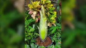 To catch a whiff of the corpse flower, tickets for this smell expedition are on sale online for $5 dollars (on top of general admission) and $4 dollars for museum members. What S That Smell Rare Corpse Flower Set To Bloom In Toronto Next Week Ctv News