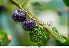 Image result for Phyllanthus reticulatus