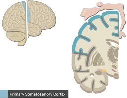 Within the primary sensory cortex, discriminative touch 5.8 association cortical area. Primary Somatosenory Cortex The Primary Somatosensory Cortex