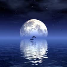 Online, article, story, explanation, suggestion, youtube. I Love Dolphins Good Night Moon Moon Photography Beautiful Moon