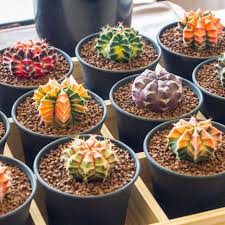 Image result for Gymnocalycium