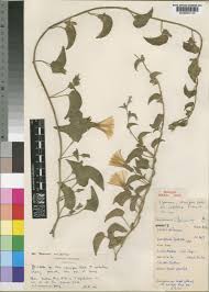 Image result for Ipomoea crassipes