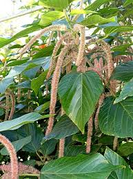 Image result for Acalypha welwitschiana
