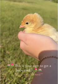 Heritage Turkeys from Tractor Supply Grown Up