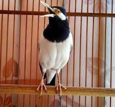 Maybe you would like to learn more about one of these? 14 Jenis Burung Jalak Beserta Gambar Dan Penjelasannnya