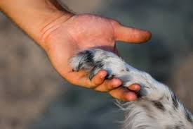 Taboo is a skill that is increased usually though committing atrocious acts or something that shouldn't be considered natural. How To Apologize To My Dog When I Accidently Step On Its Paws Quora