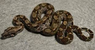 The central american boas (boa constrictor imperator) group of boas are among the most popular boas in the hobby today, ranging in different localities. Baby Central American Boas For Sale
