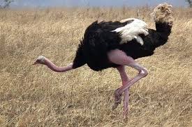 Bird That Looks Like An Ostrich Do You Know What An Ostrich Foot Looks Like Ostrich Weird Birds Large Animals