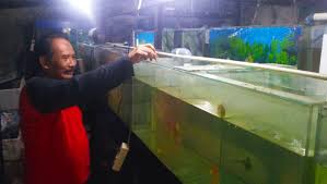 Ikan louhan atau ikan flowerhorn merupakan salah satu jenis ikan hias yang sangat khas karena memiliki bentuk kepala yang berbeda dibandingkan dengan ikan hias lainnya. Pelihara Ikan Louhan Tomy Raup Puluhan Juta Rupiah Radarcirebon Com