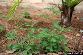 Image result for Phyllanthus inflatus