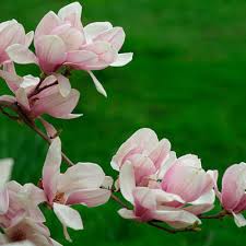I learned they were called a saucer magnolia tree. Saucer Magnolia Finegardening