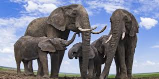 تفسير حلم القفز في المسبح من الأحلام التي قد يحتار في تفسيرها الكثير من الأشخاص، وقد تدور الشكوك في عقولهم حول تفسير هذا الحلم بشكل غير محمود أو سيء، ولكن يجب عدم القلق عند رؤية الماء في المنام بشكل عام، لأن هذه الرؤية تحمل إشارات محمودة لأهمية الماء وفائدته لجميع الكائنات الحي، وذلك لقول الله سبحانه وتعالى (وجعلنا من الماء كل شيء حي). Ø£Ø¯Ù 40 ØªÙØ³ÙØ± ÙØ­ÙÙ Ø§ÙÙÙÙ ÙÙ Ø§ÙÙÙØ§Ù ÙÙØ¹Ø²Ø¨Ø§Ø¡ ÙØ§Ø¨Ù Ø³ÙØ±ÙÙ ÙÙÙØ¹ ÙØµØ±Ù