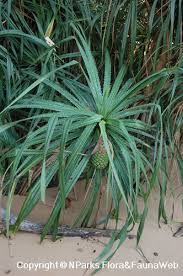 Image result for Pandanus sp. B