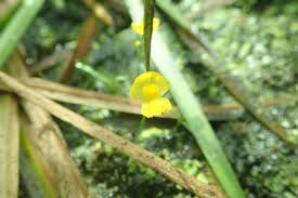 Image result for Utricularia sp.no.1