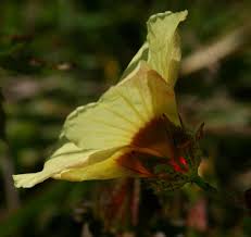 Image result for Hibiscus surattensis