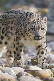 Did You Know That When It Snows My Eyes 50 Facts About Snow Leopards Snow Leopard Facts Snow Leopard Snow Leopard Tattoo
