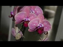 Comment Faire Refleurir Vos Orchidees Youtube Avec Images Rempoter Orchidee Soin Pour Les Orchidees Arrosage Des Orchidees
