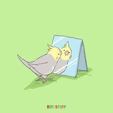 Pin On Lutino Cockatiel