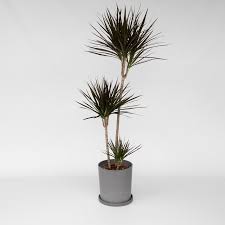 Image result for dracaena