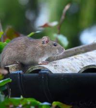 Dealing with raccoons or squirrels roaming around in your attic, with skunks under your front steps or with birds in your vents? How To Keep Pests Out Of Your Chimney On The House