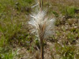 Image result for Andropogon eucomus