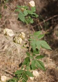 Image result for Sapindaceae