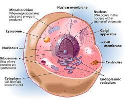 The nuclear membrane 'pore' is actually a gigantic complex made of over 30 all the eukaryotic cells that are found in plants, animals, fungi, and protists have a control centre, called a nucleus where dna is stored.the nuclear. 12 Biology Cell Structure And Function Ideas Cell Structure Structure And Function Biology