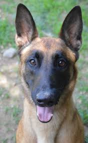 Puppies in dogs & puppies for sale. Adopt Max On Petfinder Malinois Puppies For Sale Malinois Puppies Belgian Dog
