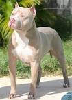 American Pit Bull Terrier Breed Info & Pictures | PetMD