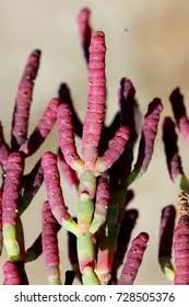 Image result for Sarcocornia