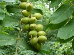 Image result for Juglandaceae