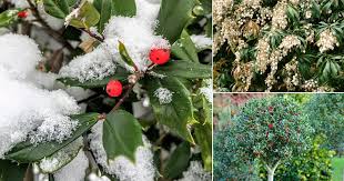 These are some of the trendiest types of green plants that ftd offers 11 Plants That Stay Green In Winters Winter Garden Plants