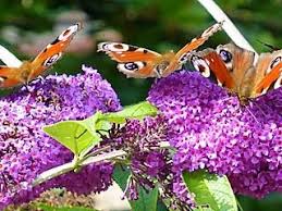 There is no mistaking the highly scented spiked flowers of buddleia bushes. How To Grow Buddleja The Butterfly Bush