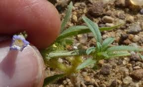 Image result for Anticharis senegalensis