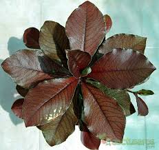 Image result for Euphorbia umbellata