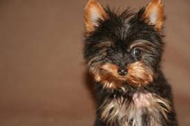 Tiring your puppy out with exercise is also useful in keeping the biting at bay. My Yorkie Bites Me All The Time Help