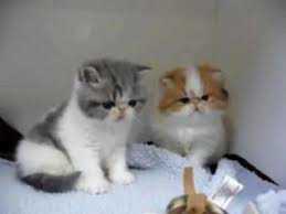 Cfa registered, pkd negative, 1 year written health guarantee, vaccinated and kittens are raised in a family environment where they are loved. Exotic Shorthair For Sale Pantai Cenang My En Oc2o
