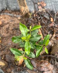 Image result for Coffea racemosa