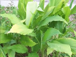 Jahe sebagai obat batuk kering, kunyit sebagai antibiotik alami, temu lawak sebagai penambah selera makan,… Mudah Ditanam Inilah 5 Jenis Tanaman Apotik Hidup Untuk Halaman Rumahmu Star Farm International