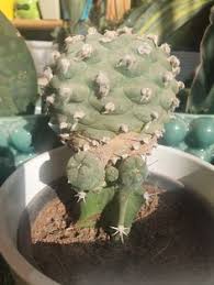 My little christmas cactus is putting on an impressive display :) 2yr ⋅ amazingbehaviourist. 900 Succulent Containers Ideas Cacti And Succulents Planting Succulents Succulents