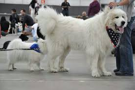We did not find results for: Great Pyrenees Great Pyrenees Dog Great Pyrenees Really Big Dogs