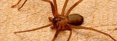 A aranha armadeira é uma aranha grande, as fêmeas podem medir 17 centímetros com as pernas estendidas, seu corpo mede aproximadamente cinco centímetros, os machos são um pouco menores. Conjur Picada De Aranha Marrom Gera Danos Materiais Morais E Esteticos