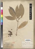 Image result for Teclea