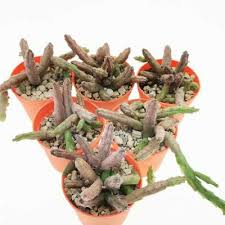 Image result for Huernia volkartii
